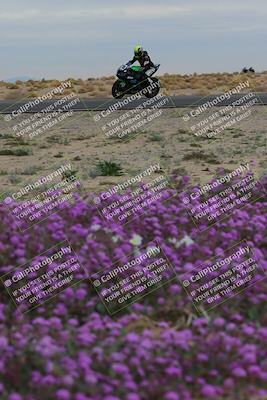 media/Jan-14-2023-SoCal Trackdays (Sat) [[497694156f]]/Turn 14 Exit Bloomig (145pm)/